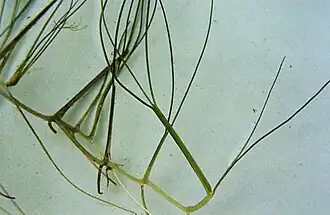 Руппия морская