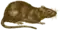 Rattus