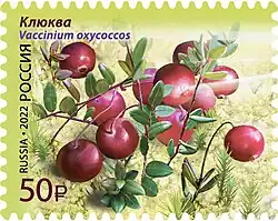 Почтовая марка из серии «Флора России. Ягоды». Клюква