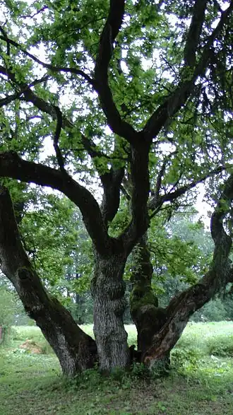 Дуб-солитер (2016)