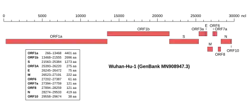  Предполагаемая организация генома коронавируса 2019-nCoV