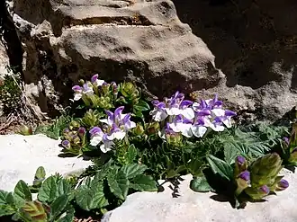 Шлемник альпийский