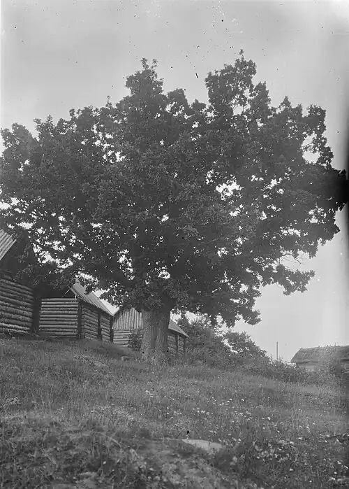 Большой дуб в деревне Маттия. 1914 год