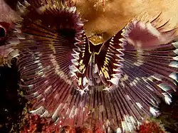 Sabellastarte indica