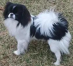 Японский хин