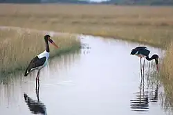 Тот же вид в Дельте Окаванго (Ботсвана)