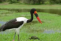 Самец, видны жёлтые «сережки» под клювом, радужка глаз тёмная.