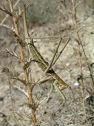 Дыбка степная
