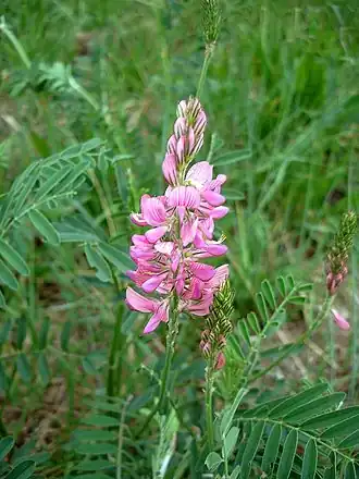 Эспарцет виколистный. Общий вид растения
