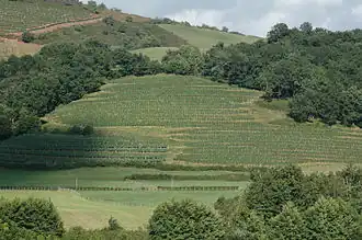 Виноградники