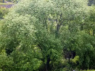 Общий вид растения