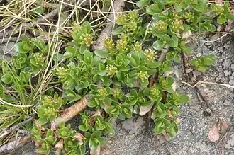 Цветущее женское растение