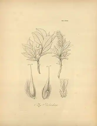 Ива Ричардсона (иллюстрация Уильяма Гукера, 1840).