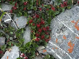 Заповедник Остров Врангеля