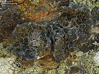 Умбиликария Крашенинникова