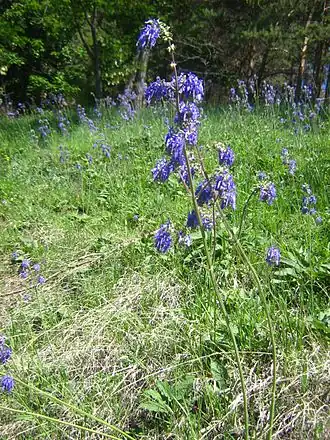 Шалфей поникающий