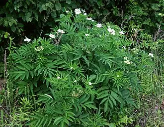 Бузина травянистая