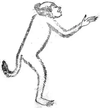 Бацу (иллюстрация из китайской энциклопедии «Сань-цай ту хуэй[кит.]», 1607 г.)