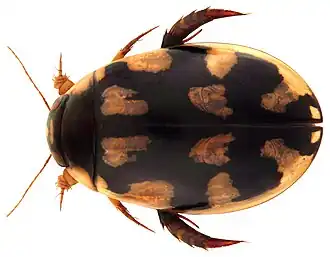 Sandracottus rotundus