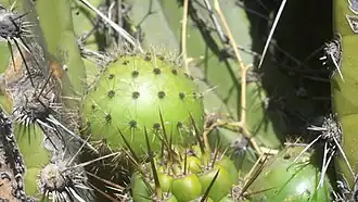 Шаровидный плод