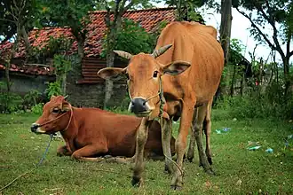 Мадурская (порода крупного рогатого скота)31 января 2022