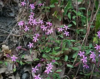 Мыльнянка лекарственная