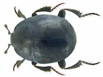 Saprinus semistriatus