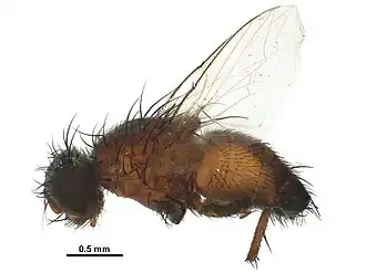 Sarcophila meridionalis