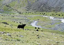 Сарлыки в долине Елангаш