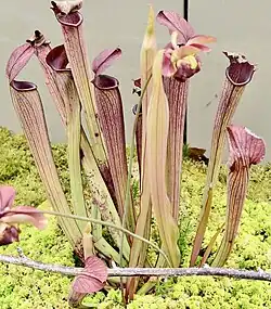 Sarracenia rubra subsp. gulfensis