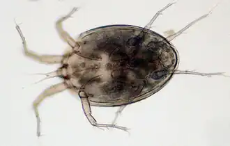 Sarraceniopus gibsoni