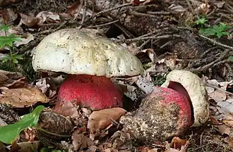Сатанинский гриб (Boletus satanas)