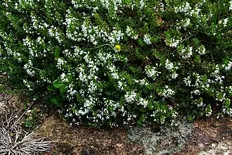 Чабер колосоносный