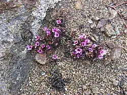 Камнеломка супротивнолистная в районе Упернавика