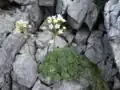 Камнеломка метельчатая (Saxifraga paniculata)