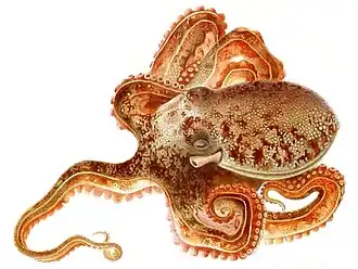 Scaeurgus unicirrhus