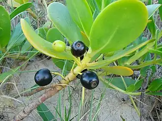 Чёрные плоды S. plumieri для сравнения