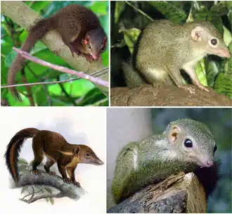Верхний ряд: яванская тупайя, обыкновенная тупайя;  Нижний ряд: Tupaia splendidula, малая тупайя.