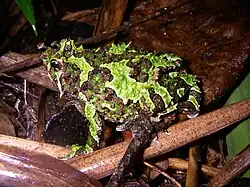 Scaphiophryne spinosa