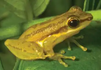 Венесуэльская квакша