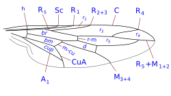 Жилкование крыла Pseudatrichia