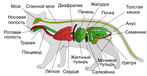 Анатомия и физиология млекопитающих11 сентября 2014