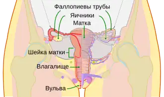 Схема женских половых путей и яичников человека