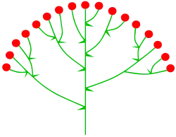 Щитковидная метёлка