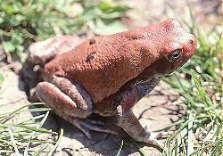 Красная жаба