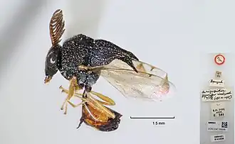Schizaspidia furcifera