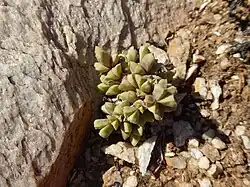 Schlechteranthus maximiliani