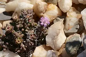 Schlechteranthus stylosus