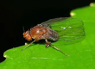 Sciadocera rufomaculata