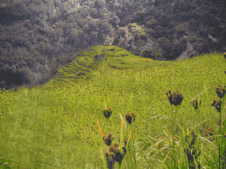 Пример мерцающей скотомы в поле зрения